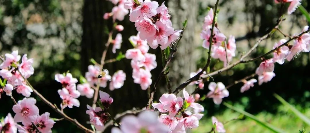 廉贞、贪狼：除了桃花之外的性质