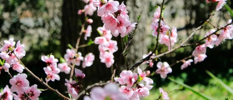 廉贞、贪狼:除了桃花之外的性质-星理